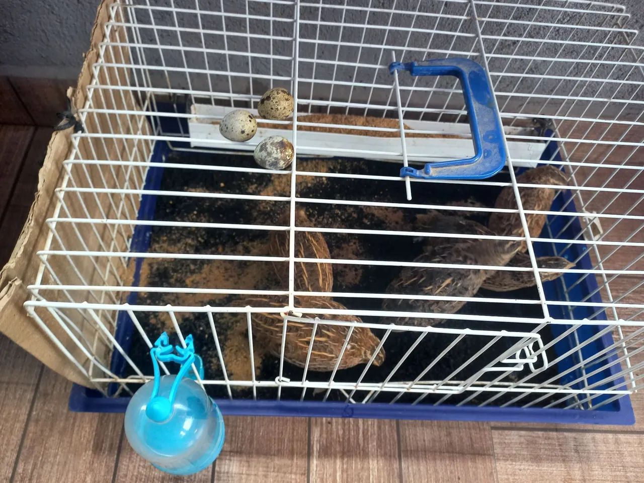 Vendo minhas codornas  - Foto 3