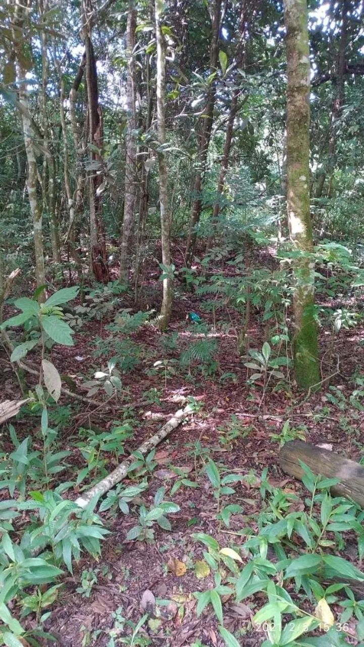 Terreno brasileirinho 