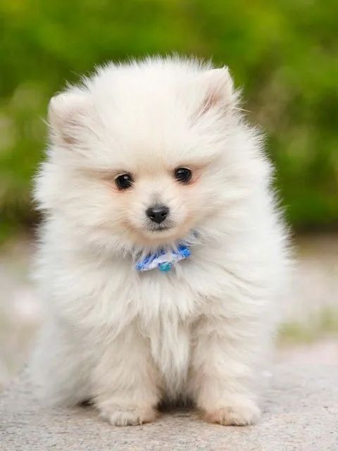 Spitz Alemão Afeto que se adapta ao estilo de vida
