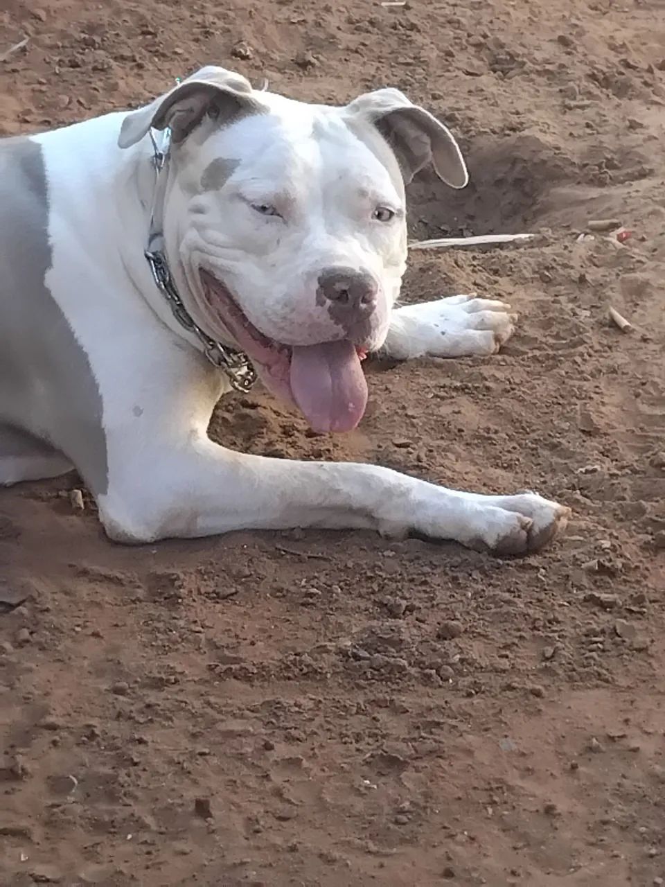 Doa sir essa cadela - Foto 2