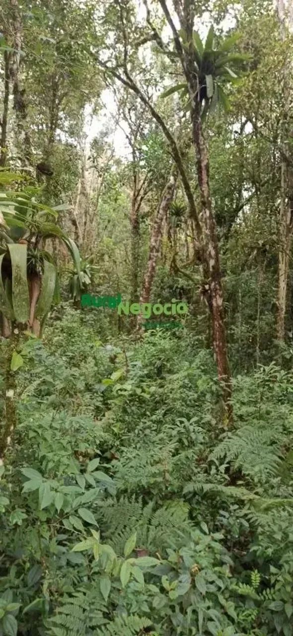 SÍTIO COM CACHOEIRA E SEM BENFEITORIAS EM CUNHA-SP - Foto 4