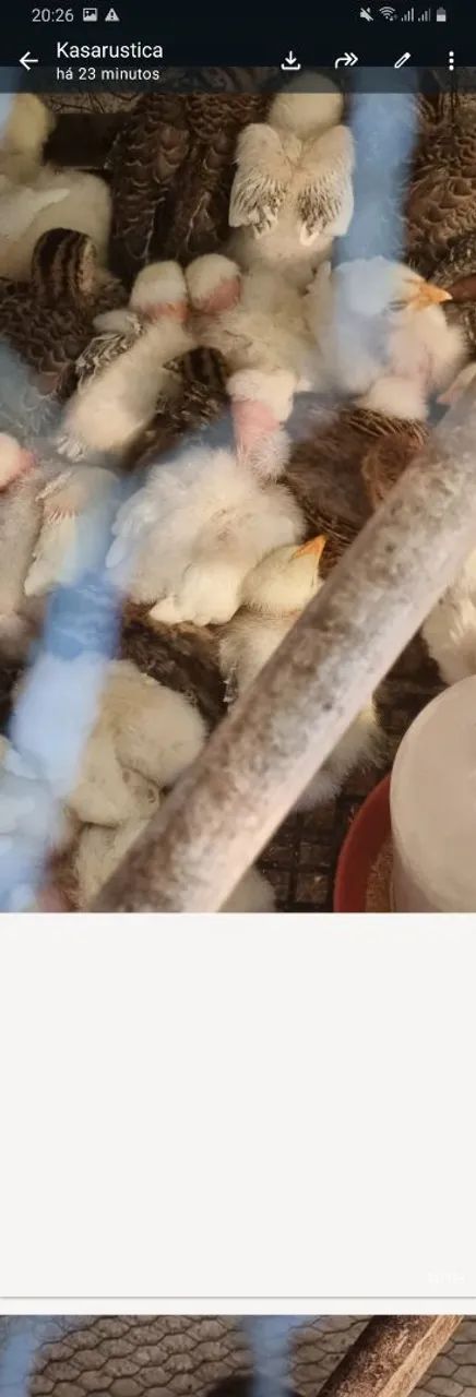 Pintinhos Caipira Melhorado  - Foto 4