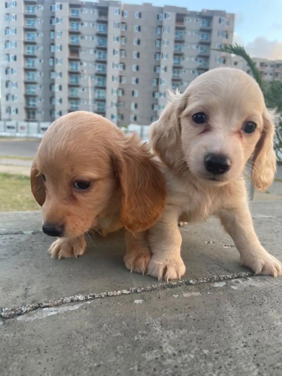 Conheça os pequenos do Imperior dos Dachs  - Foto 4