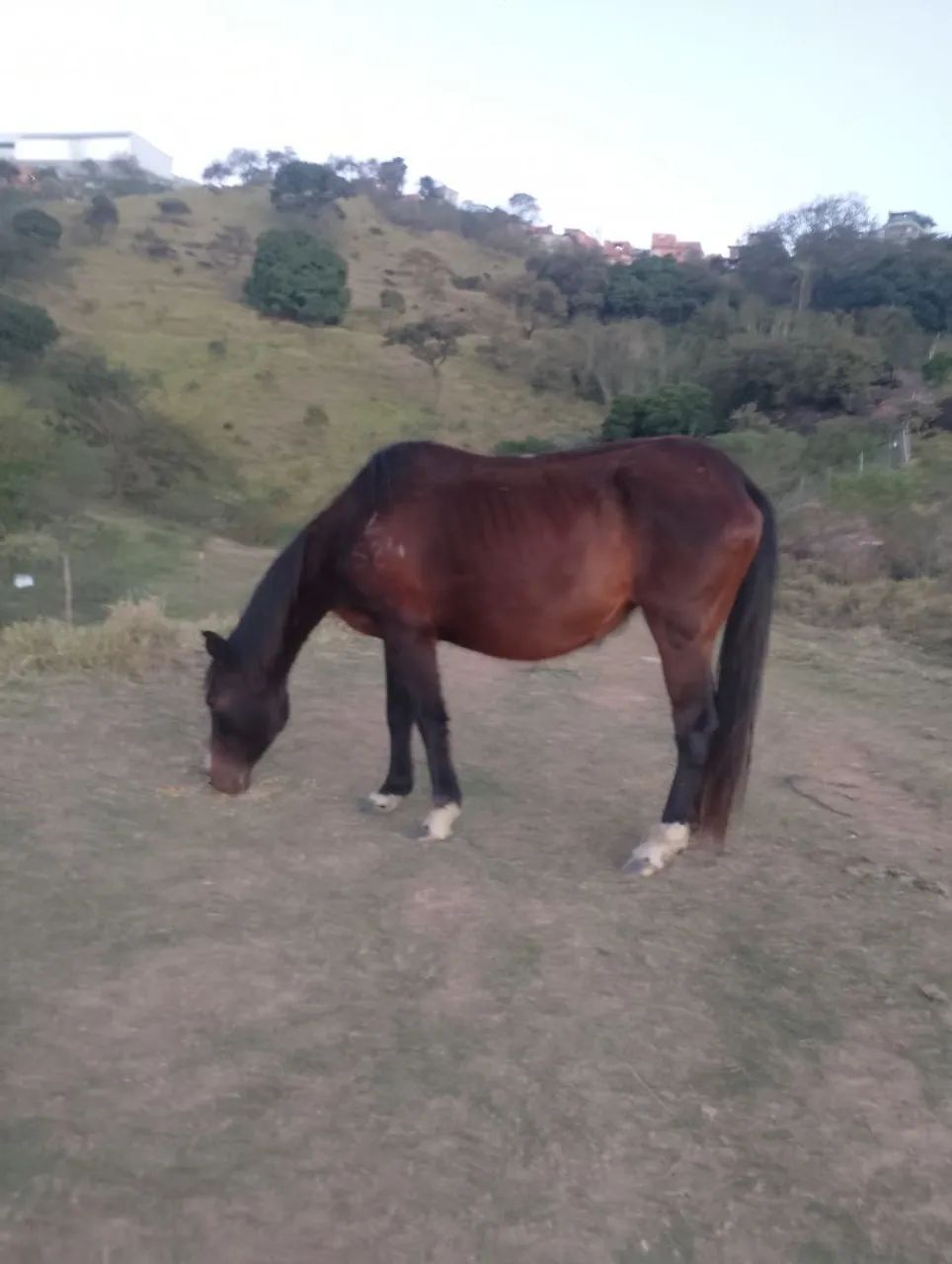 Égua preta marchadeira prenha  - Foto 2