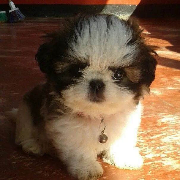 Shih Tzu 