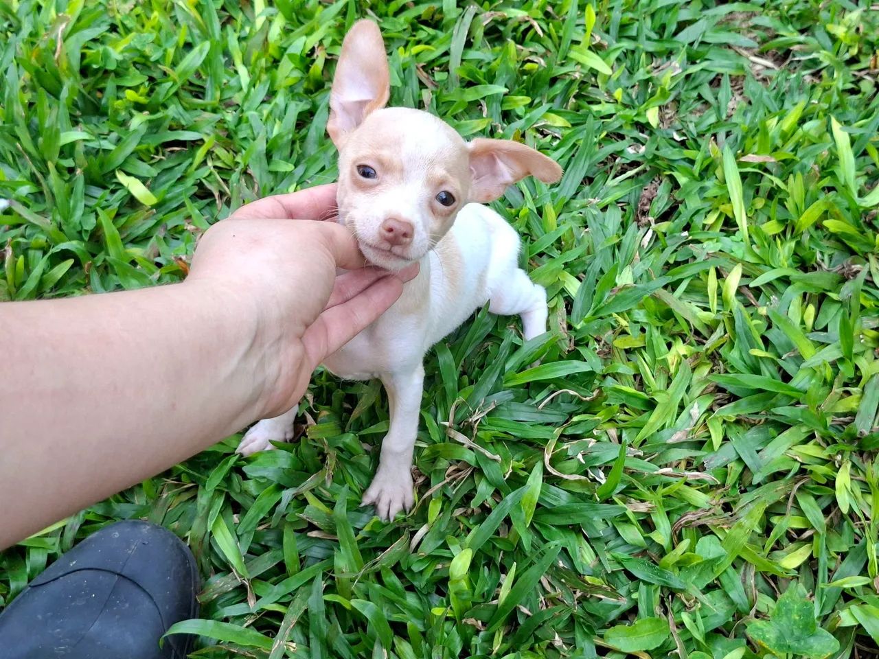 Machinhos Pinscher - Foto 3