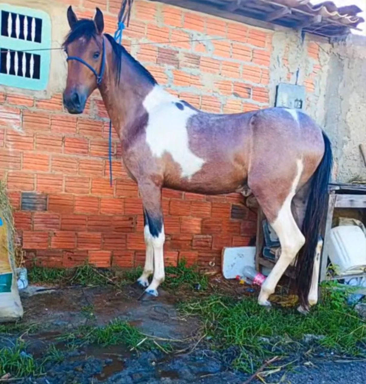 Potro Mangalarga  - Foto 3
