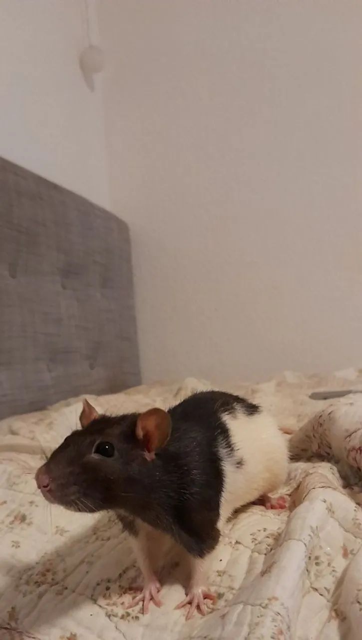 1   ratinhas para doação 