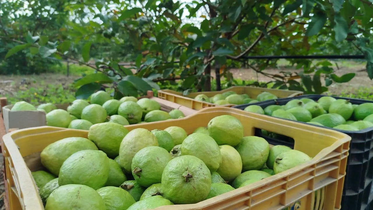 Mudas de Goiaba enxertada - Foto 4