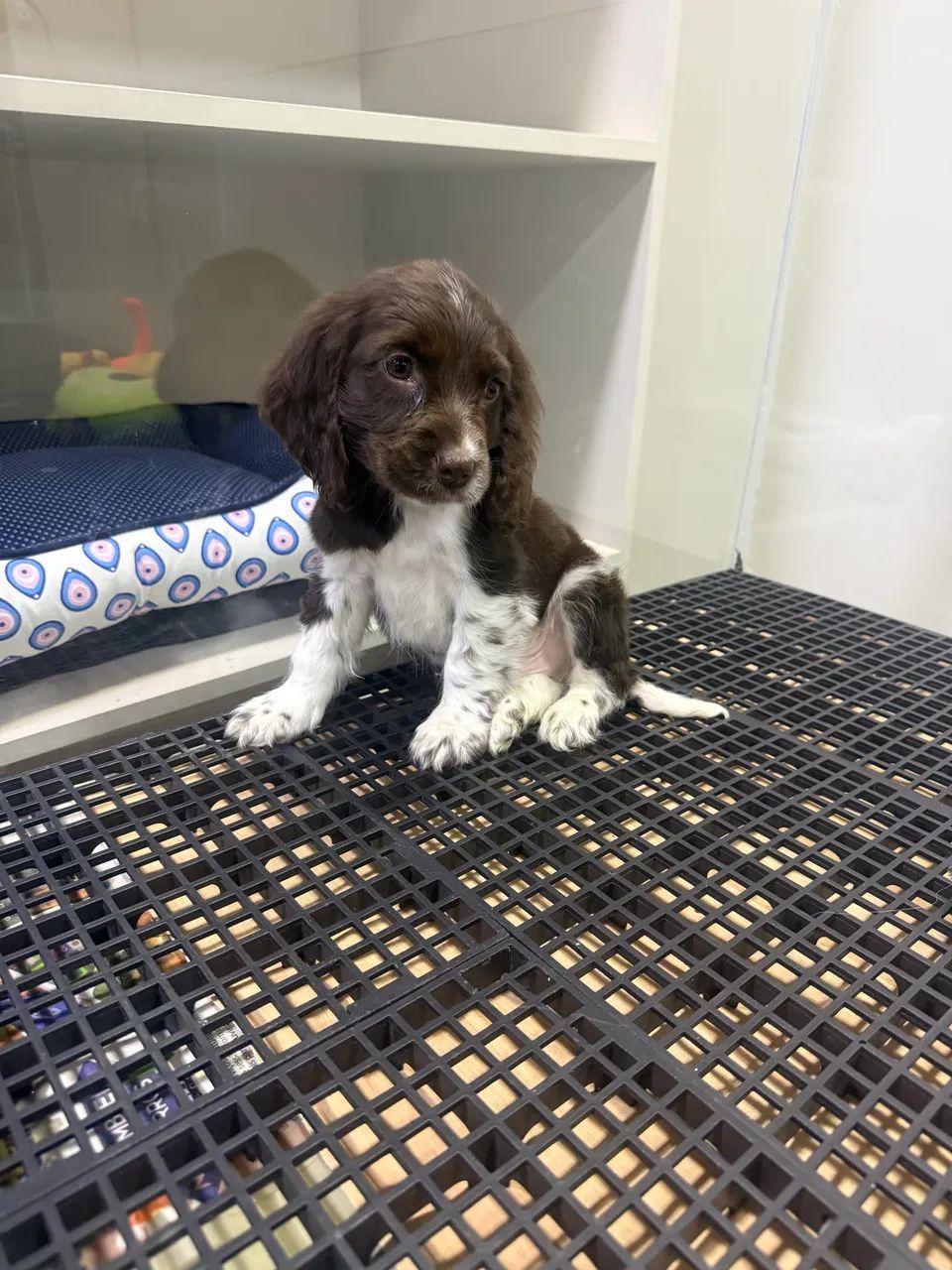 Cocker spaniel inglês