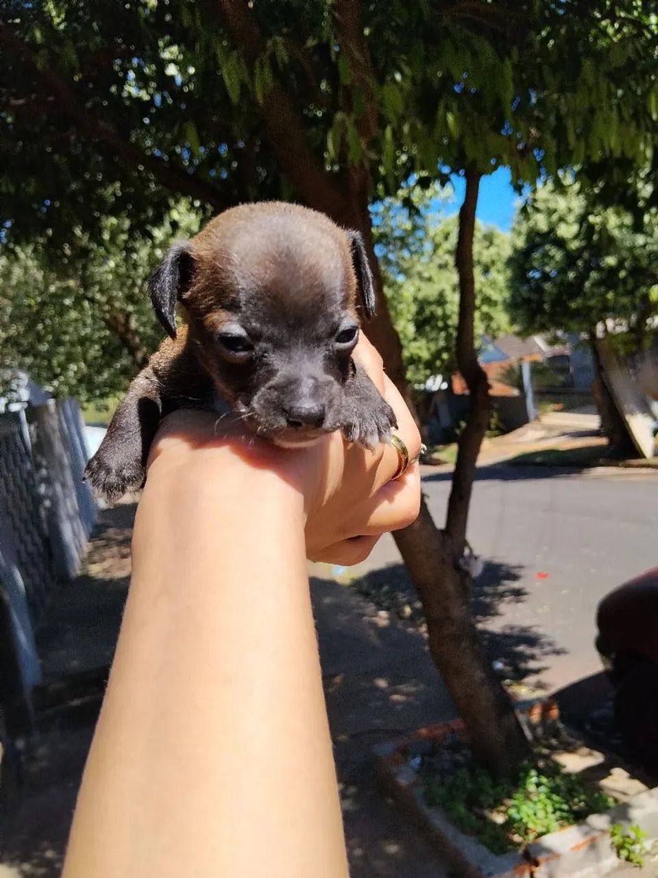 Pinscher fêmea  - Foto 2
