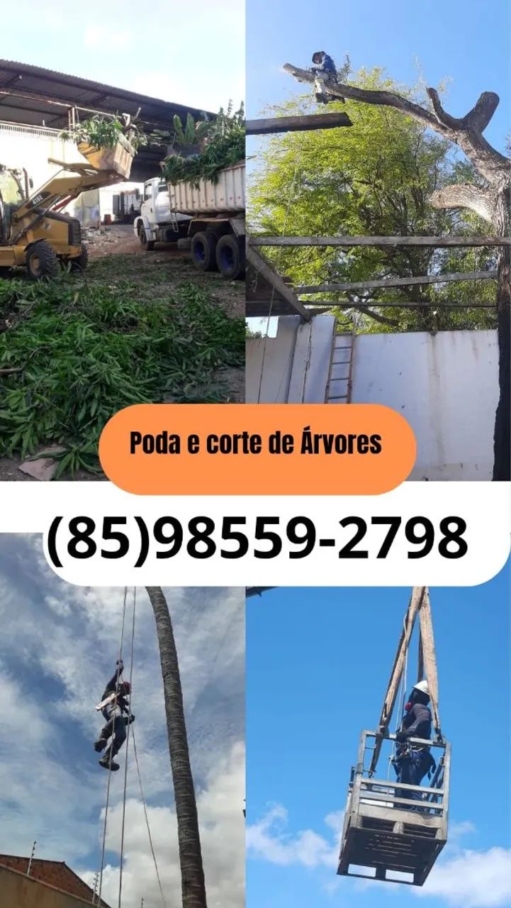 PODA DE ÁRVORES ORÇAMENTO GRATUITO  - Foto 2