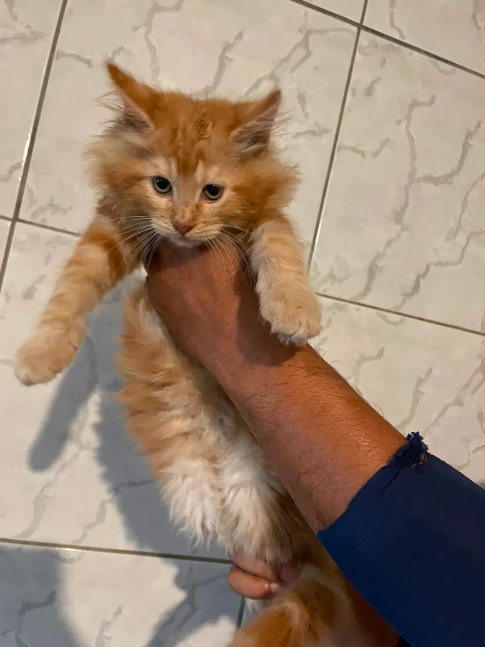 Maine Coon - Foto 3