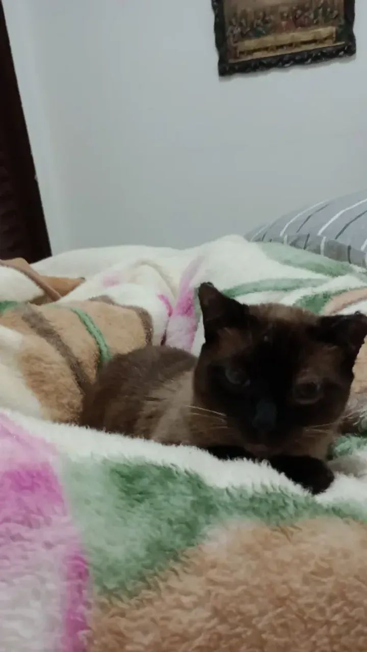Gato