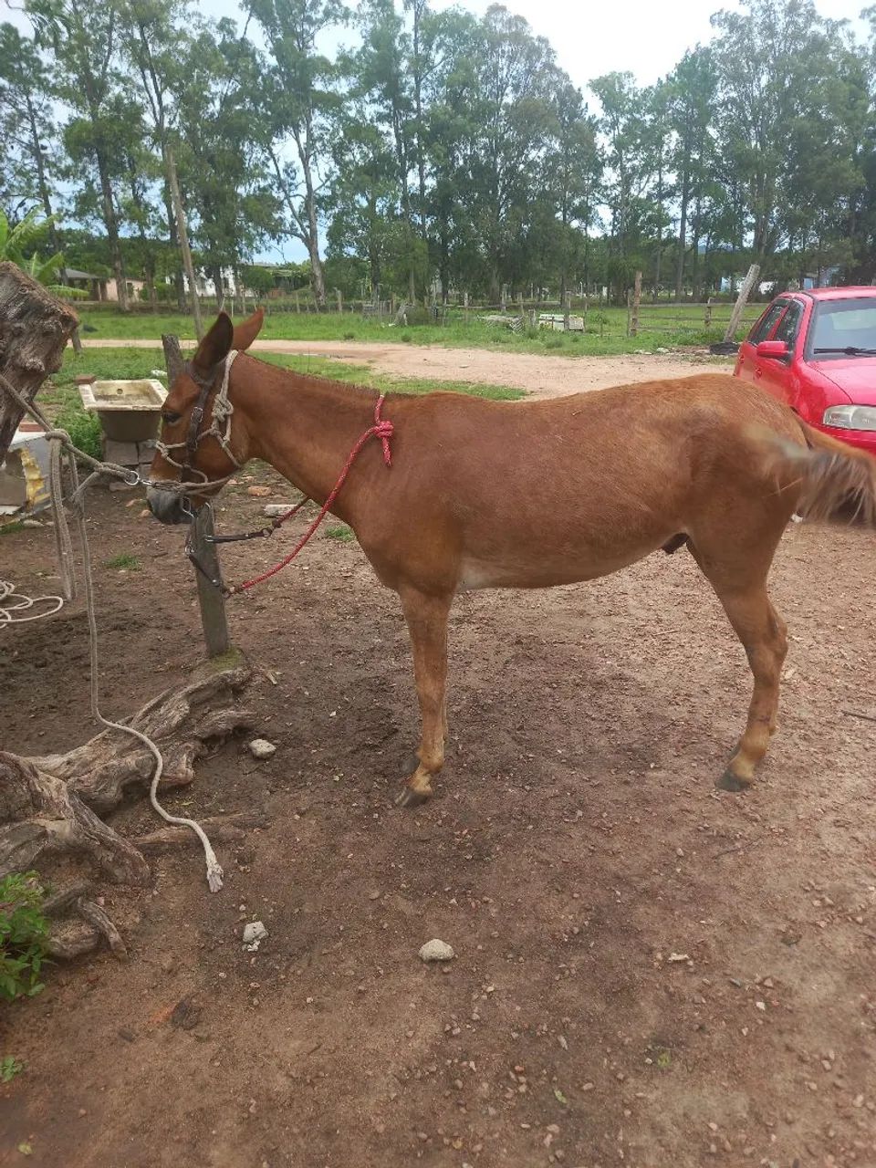 Burro capado na doma whats * - Foto 3