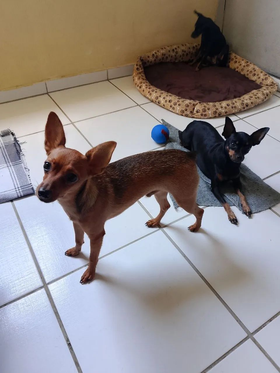 Pinscher número 1  - Foto 3