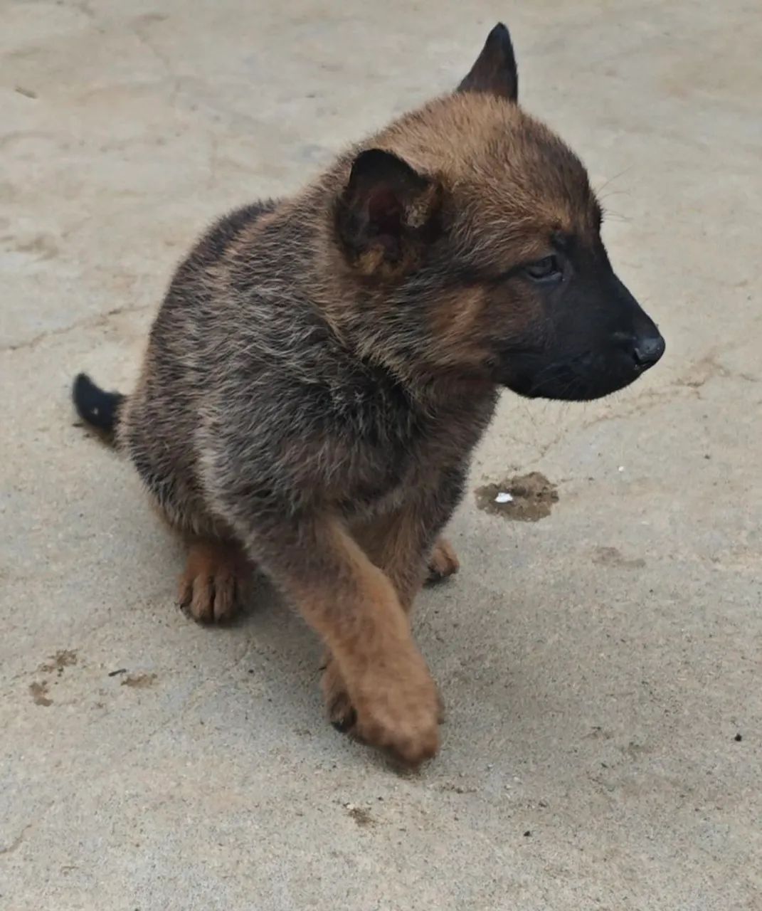 Pastor Belga Malinois - Foto 2