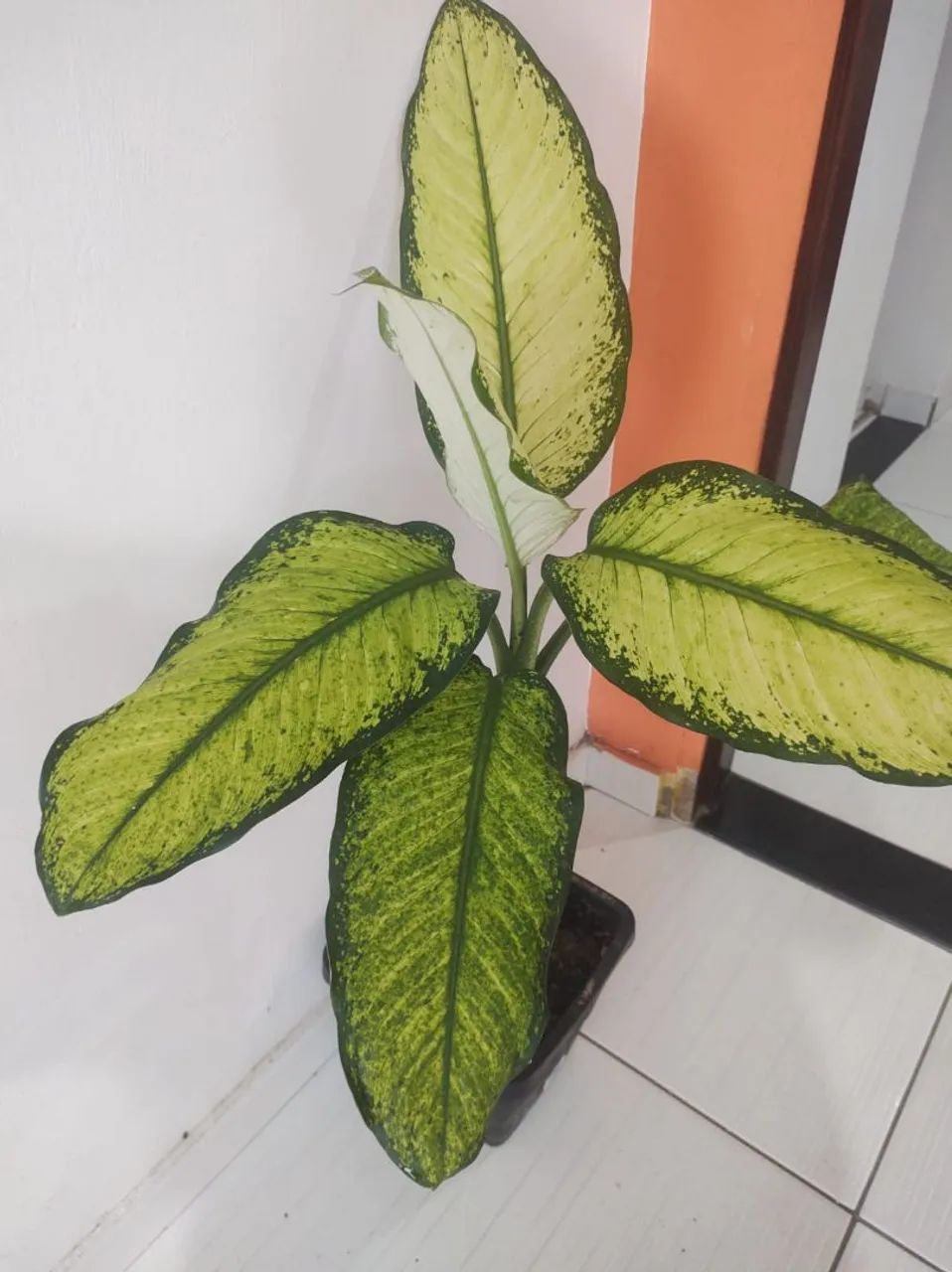 Planta comigo ninguém pode - Foto 2