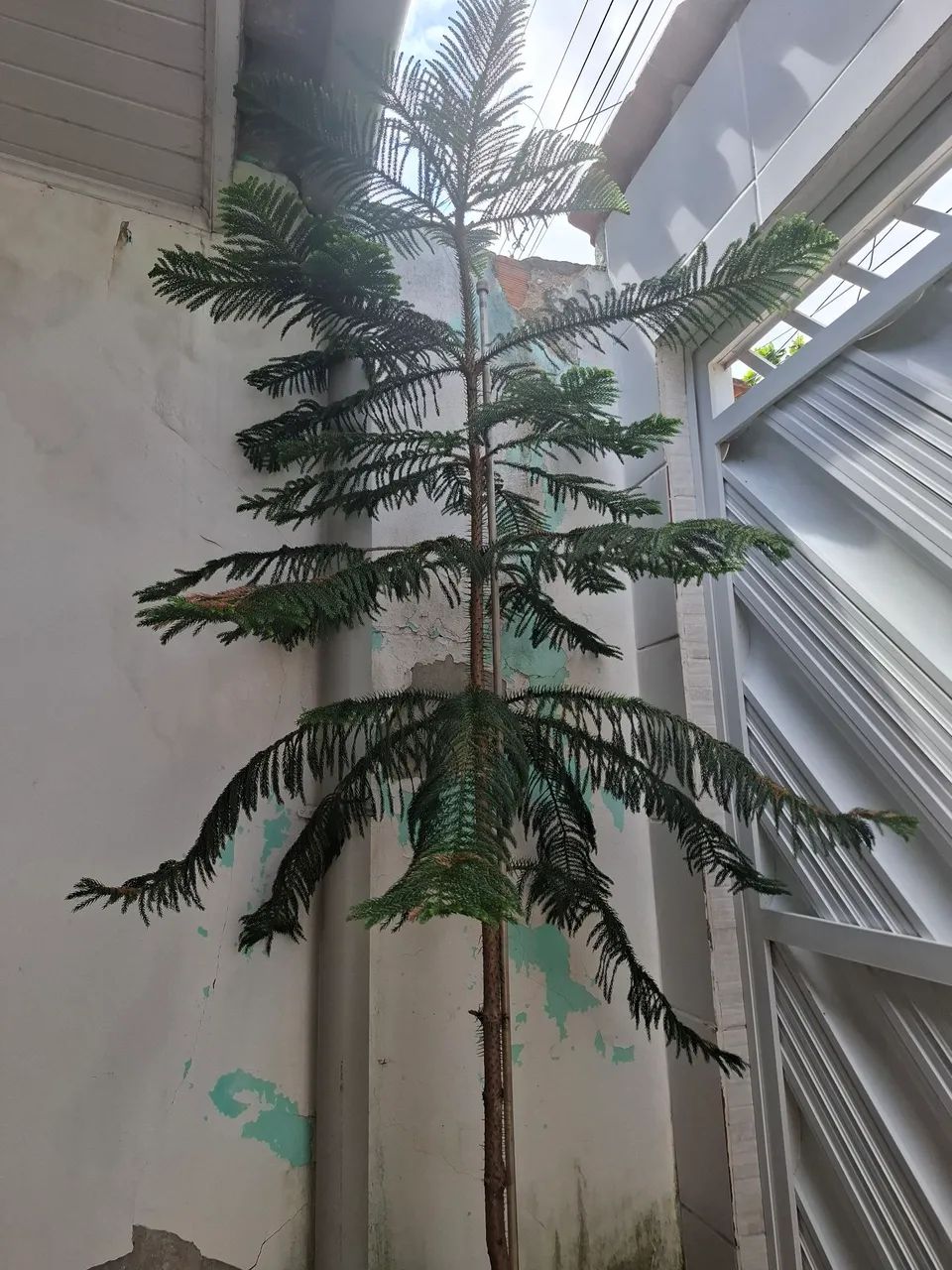 Planta com vaso Araucária ornamental - Foto 3