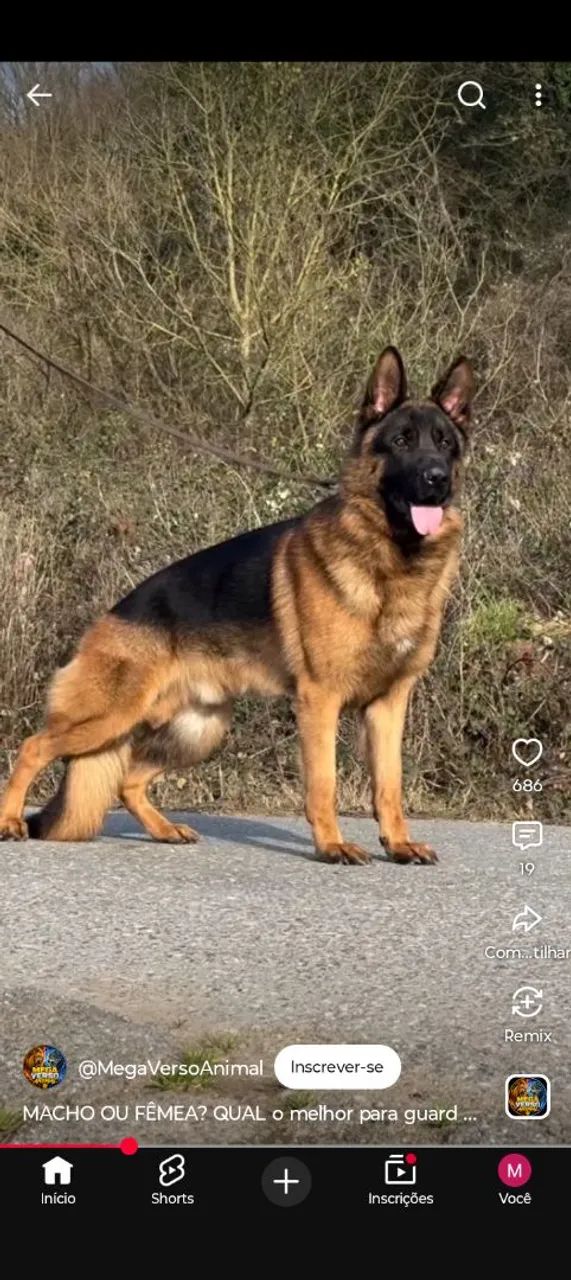Adestramento e passeio de cães de pequeno, médio e grande porte. - Foto 3