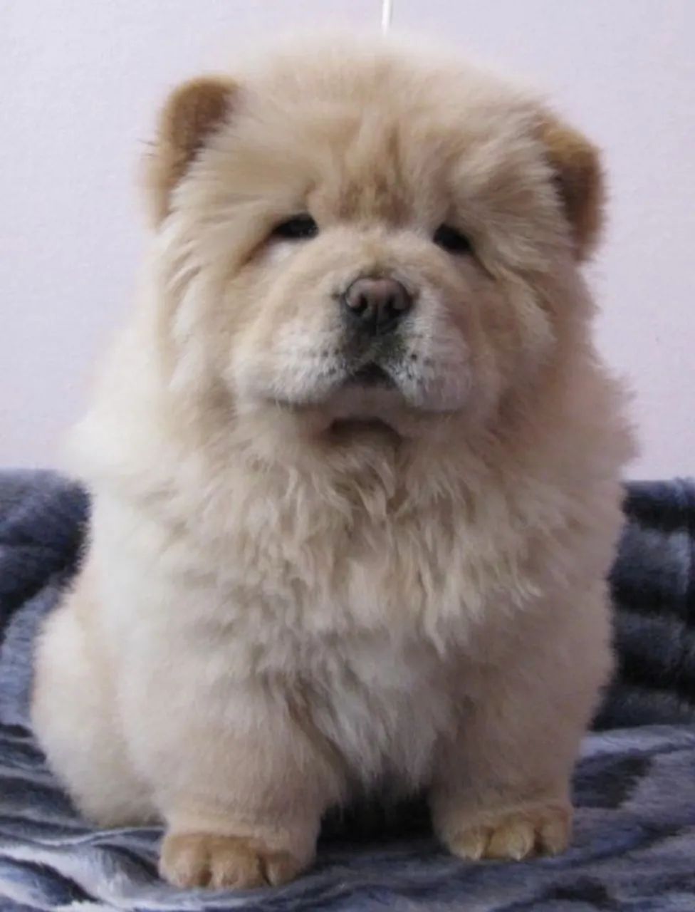 Filhotes de Chow Chow com procedência 