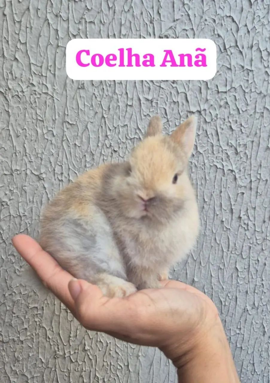 Coelho Anão linhagem importada