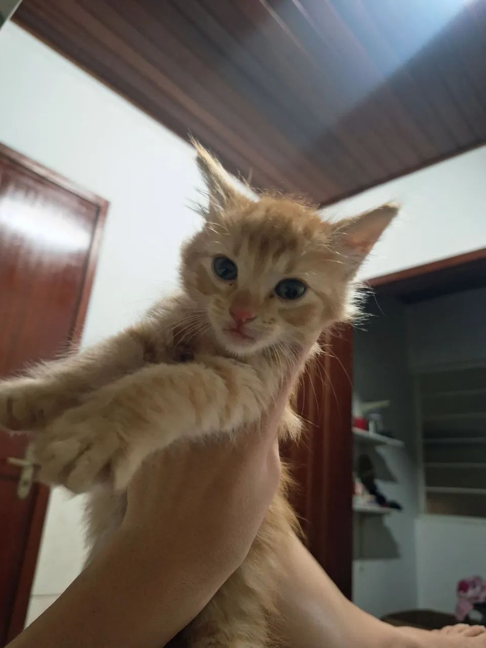 ADOÇÃO RESPONSÁVEL - Foto 2