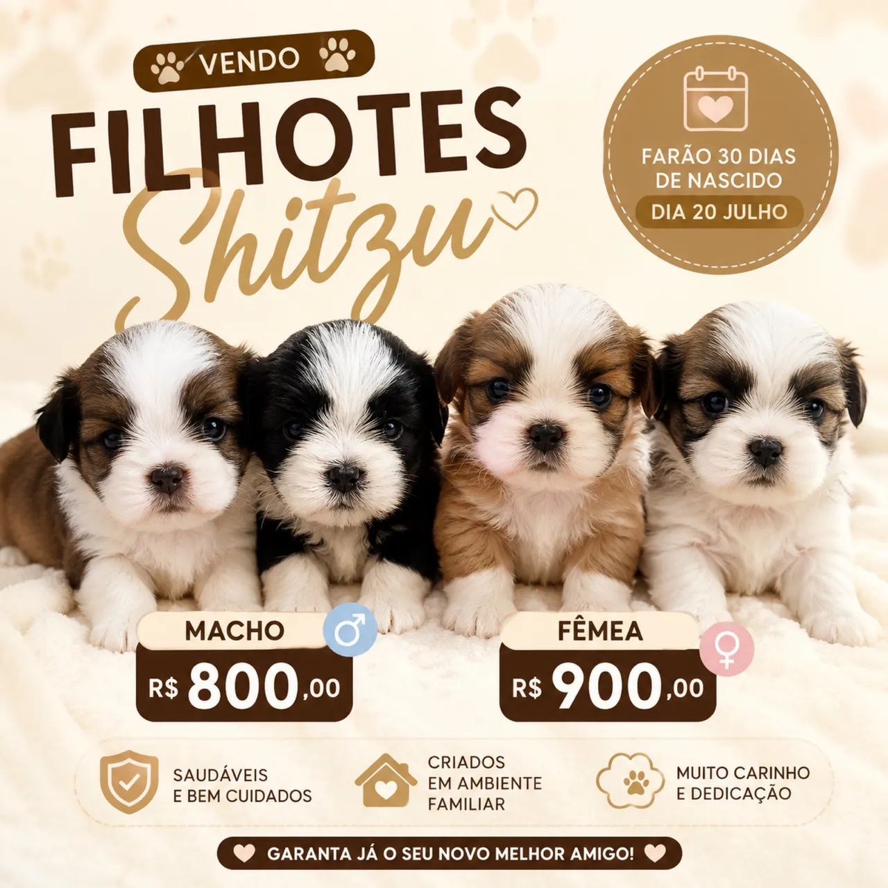 Vendo shitzu 