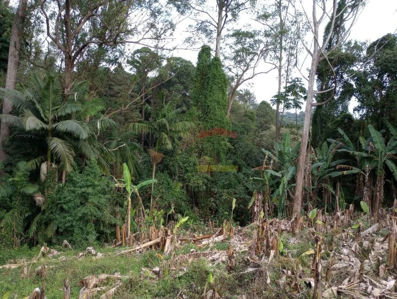 Terreno - Horto Florestal - 21.400 metros - Foto 4
