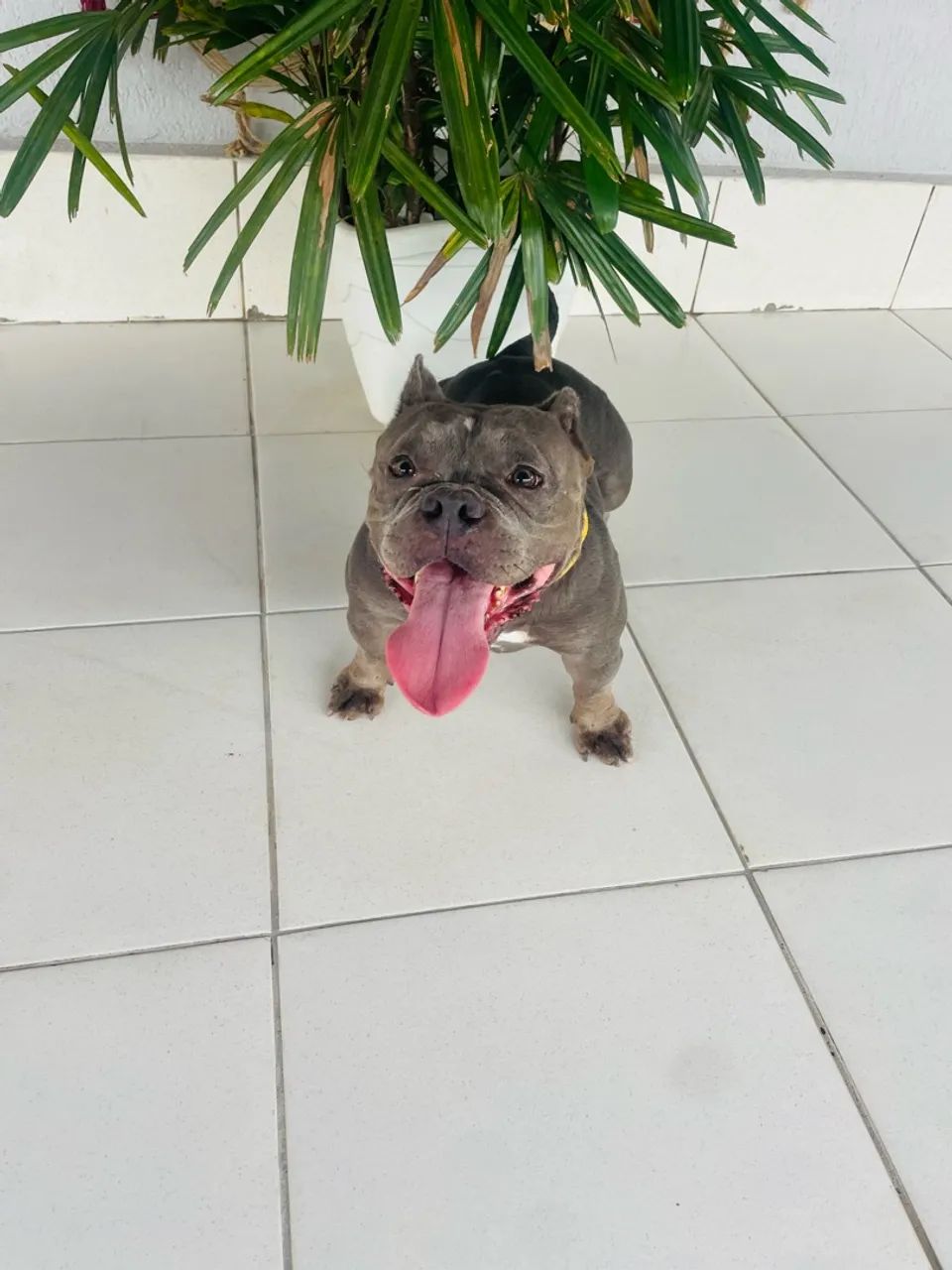 Cachorro  - Foto 3