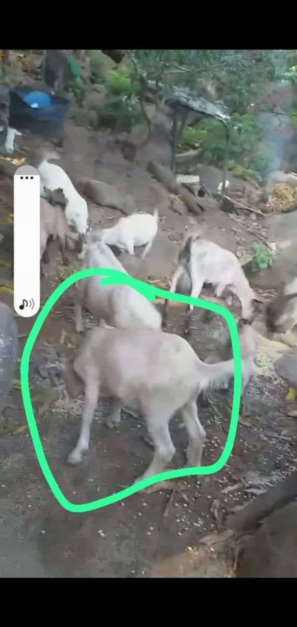 Cabras e bodes  - Foto 3