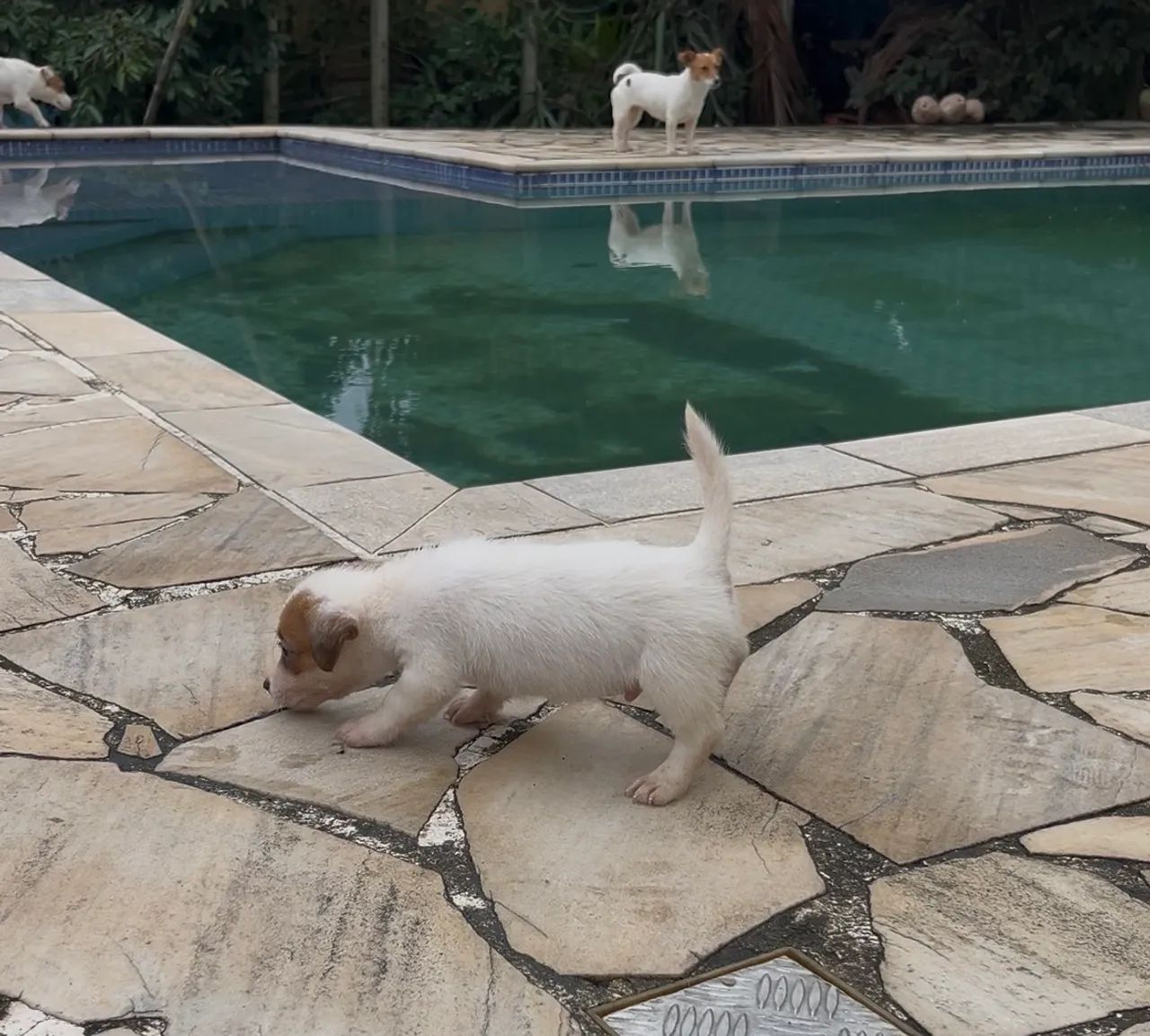 JACK RUSSELL TERRIER  - Foto 3