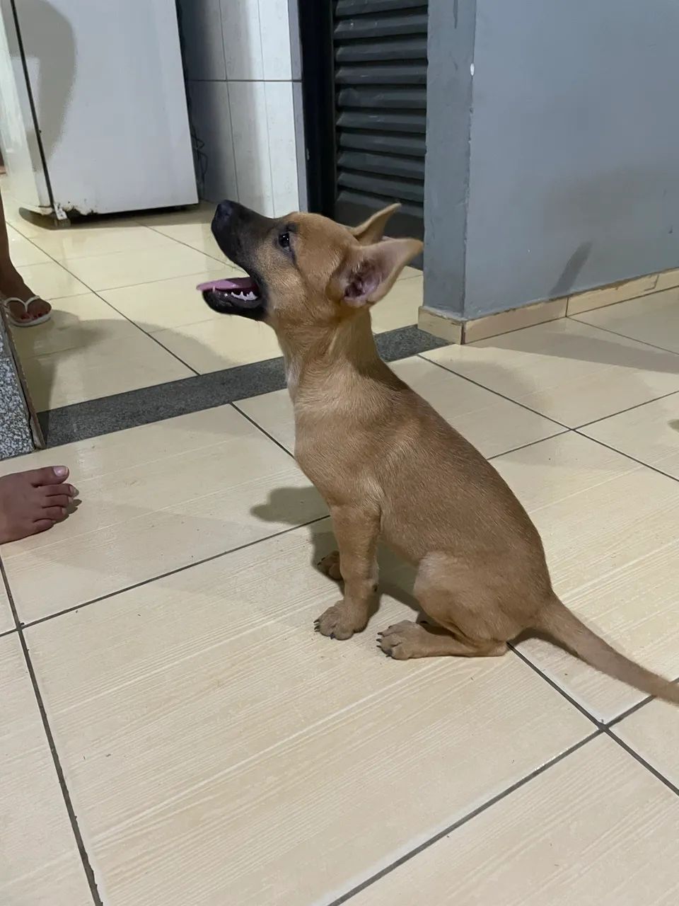 Cachorra  - Foto 2