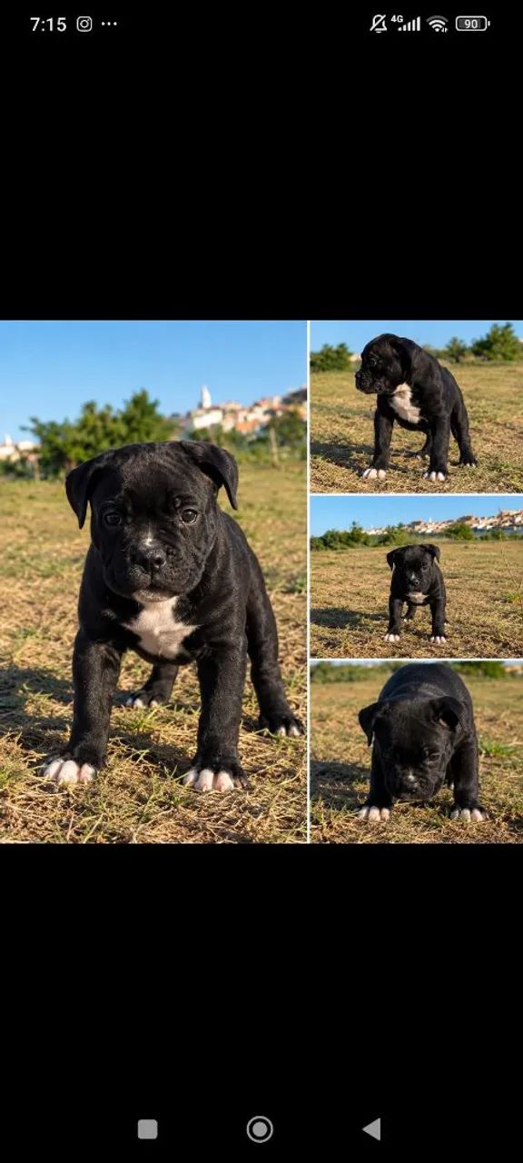 American Bully Pocket  - Foto 4
