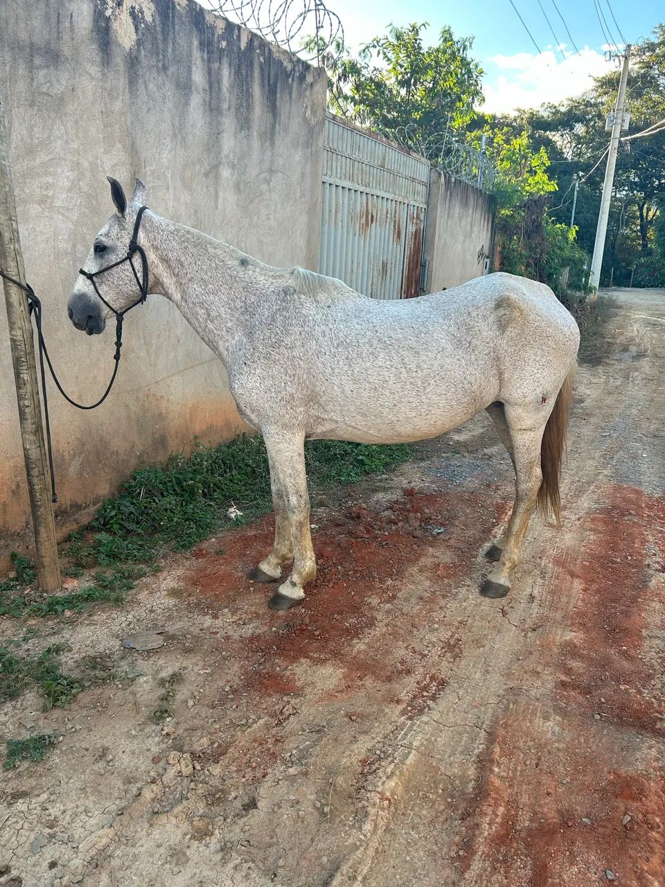Égua registrada boa pra tirar cria  - Foto 3