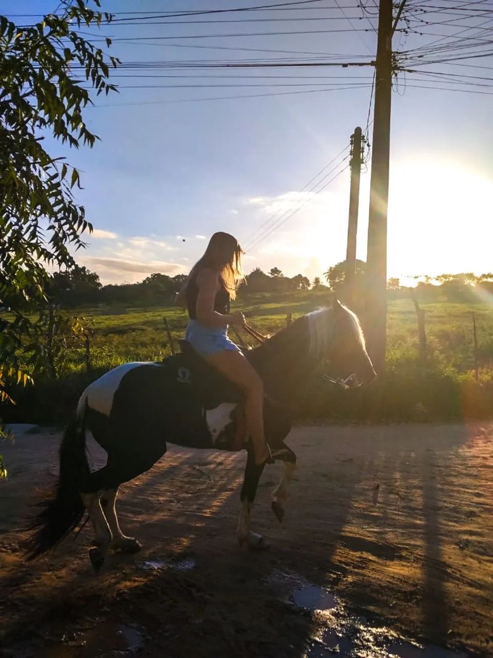 Cavalo  - Foto 5