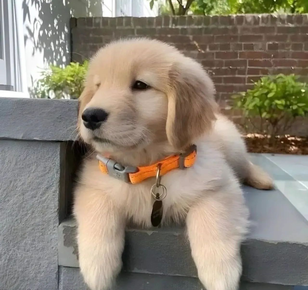 Golden Retriever bebê