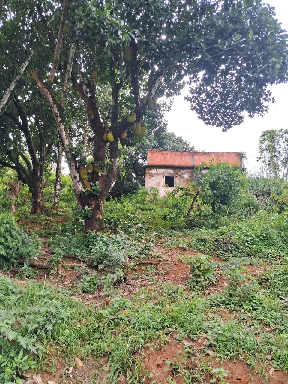 Terreno muito bom em Geneciano Miguel couto  com água 
