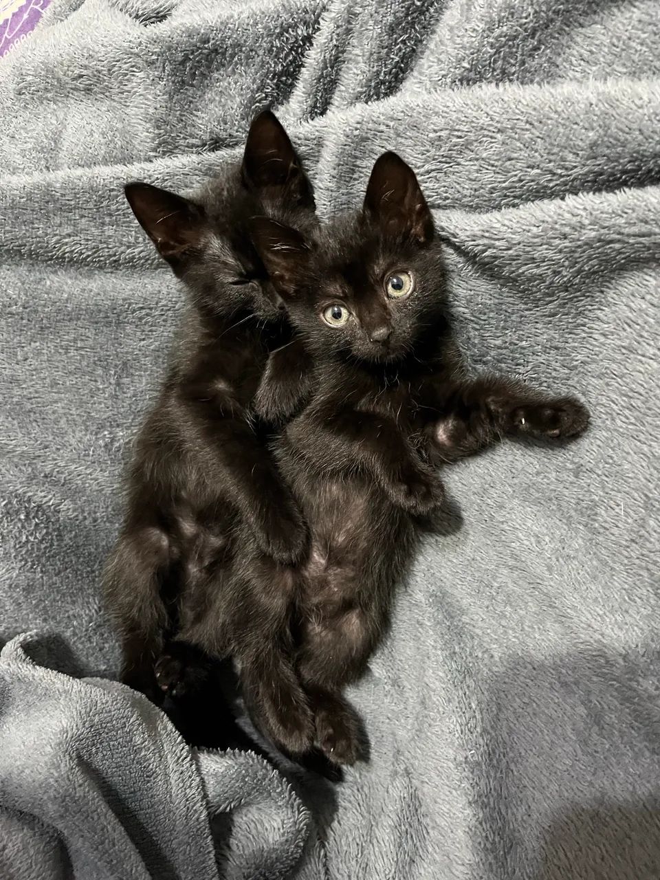 ADOÇÃO GATO - Foto 2