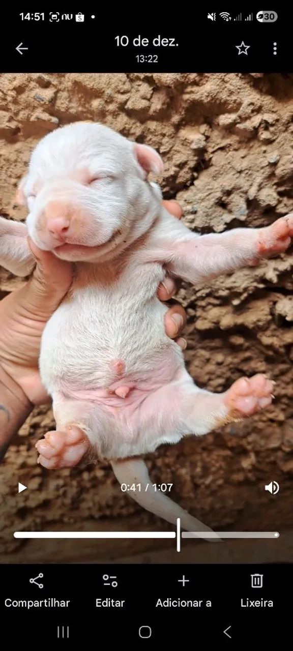 Filhote Pitbull  - Foto 6
