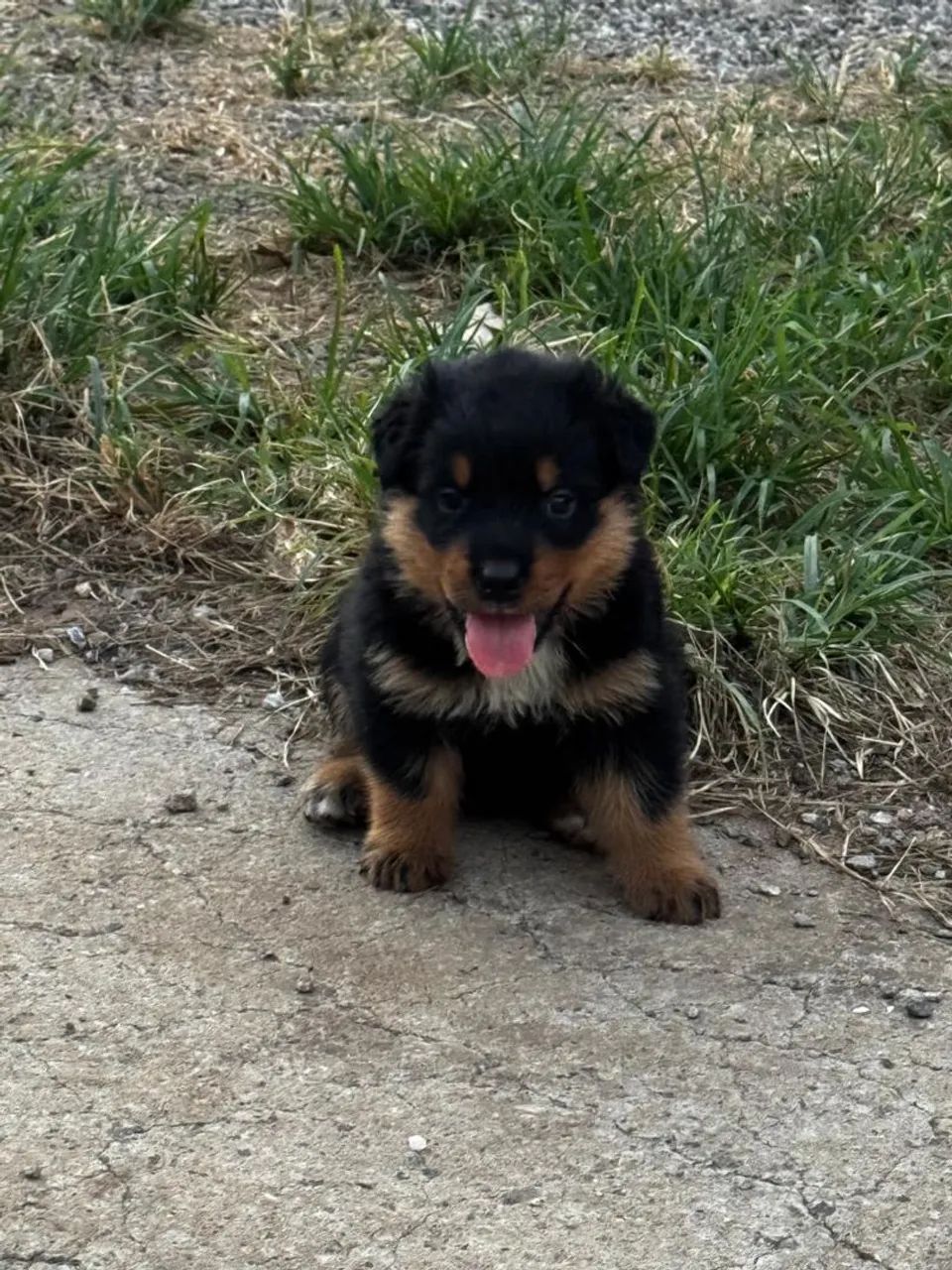 ROTTWEILER CABEÇA DE TOURA