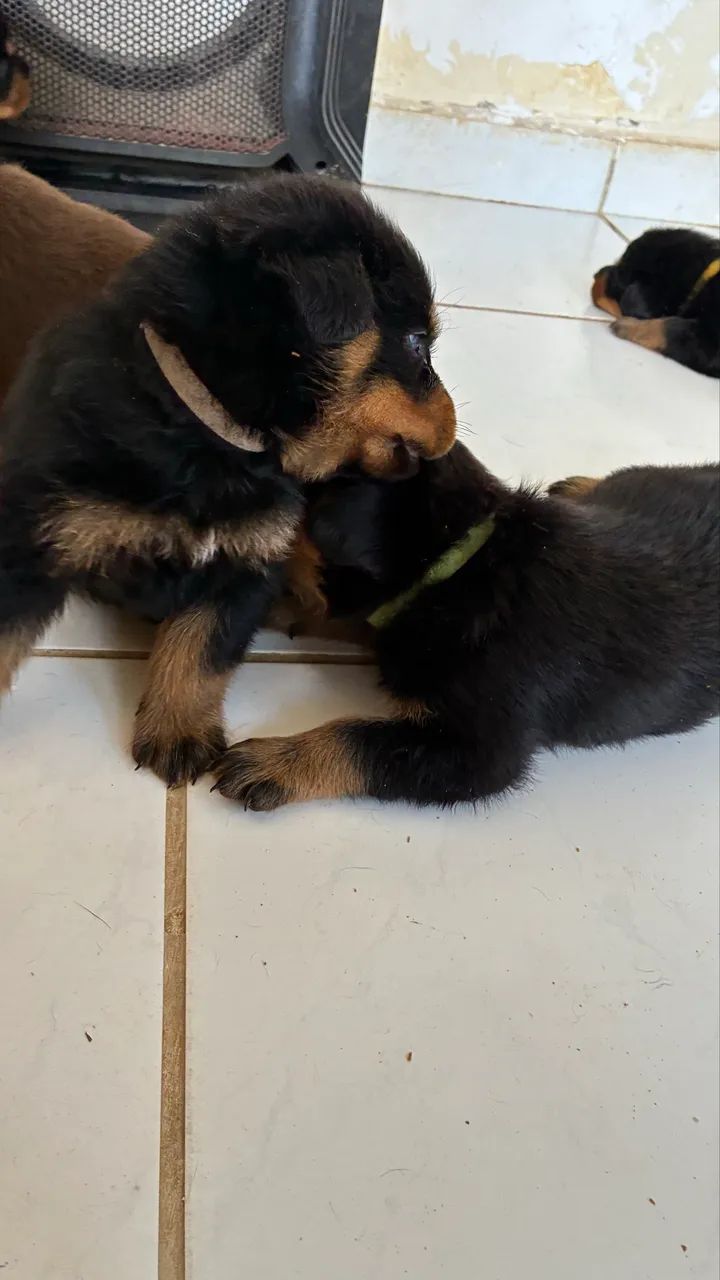 Filhotes de Rottweiler - Foto 5