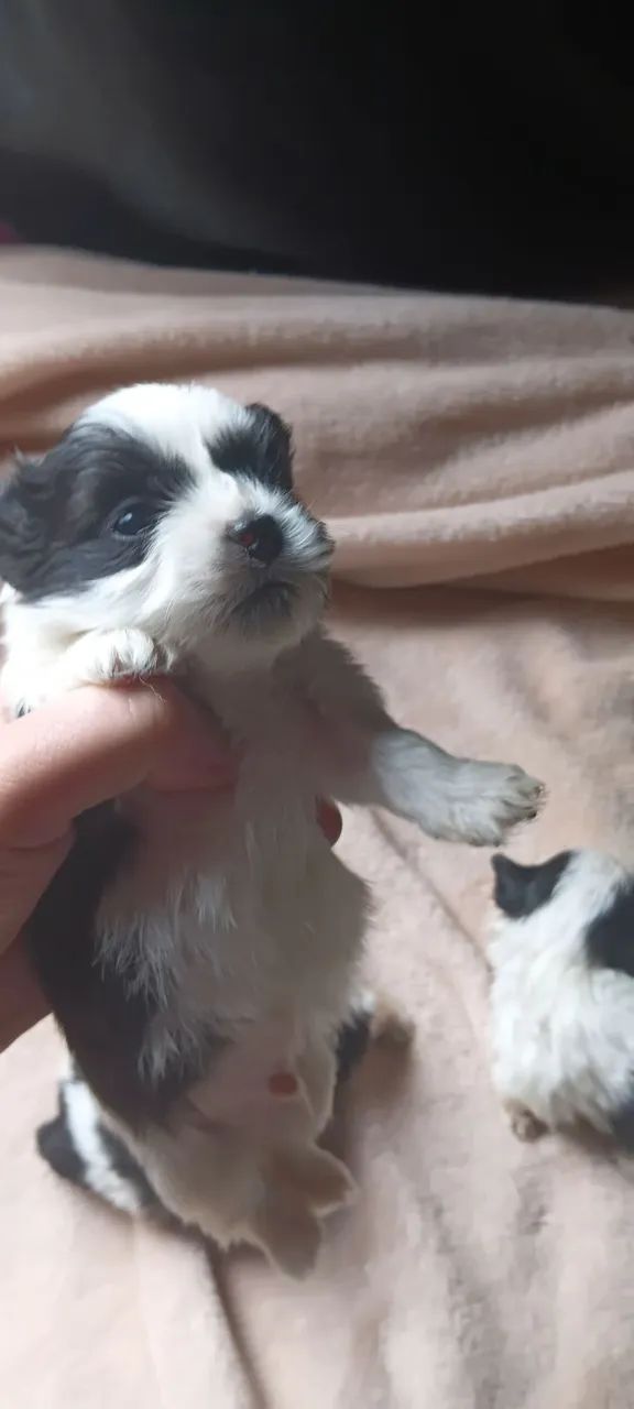 Filhotes  de LHASA  - Foto 3