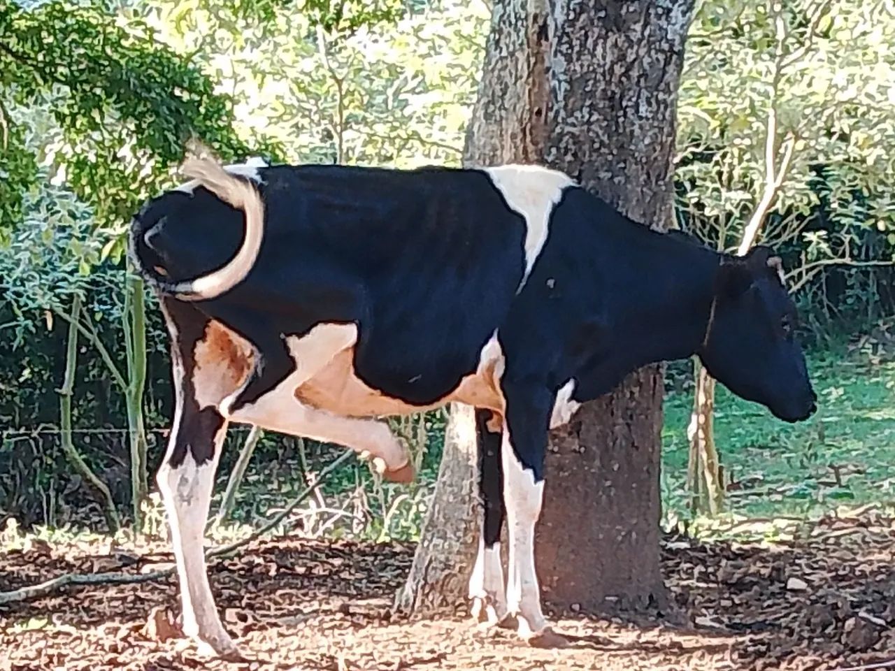 Lote de vacas - Foto 4