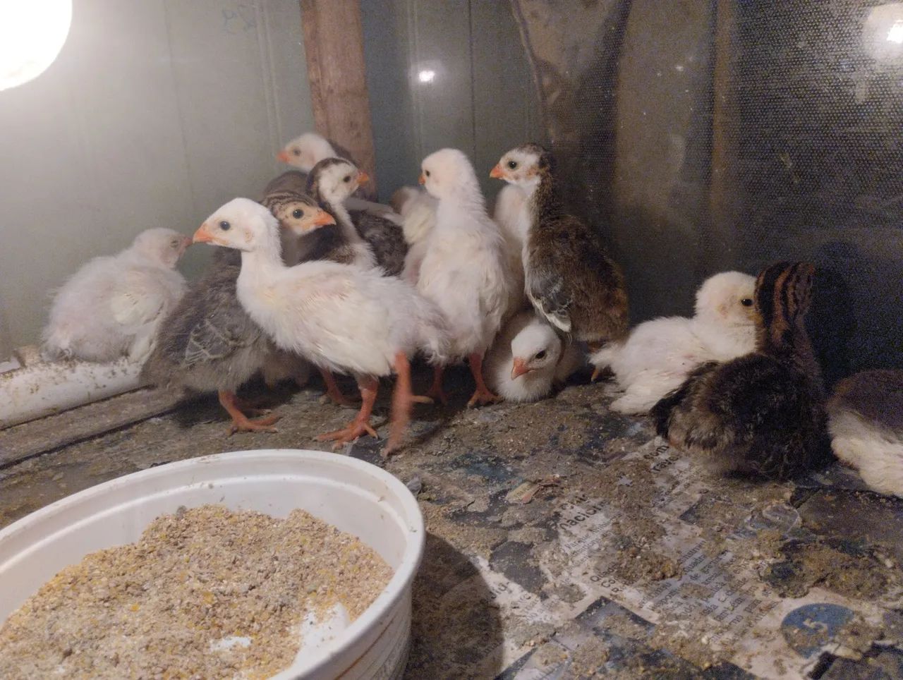 Filhotinhos de capote  - Foto 3