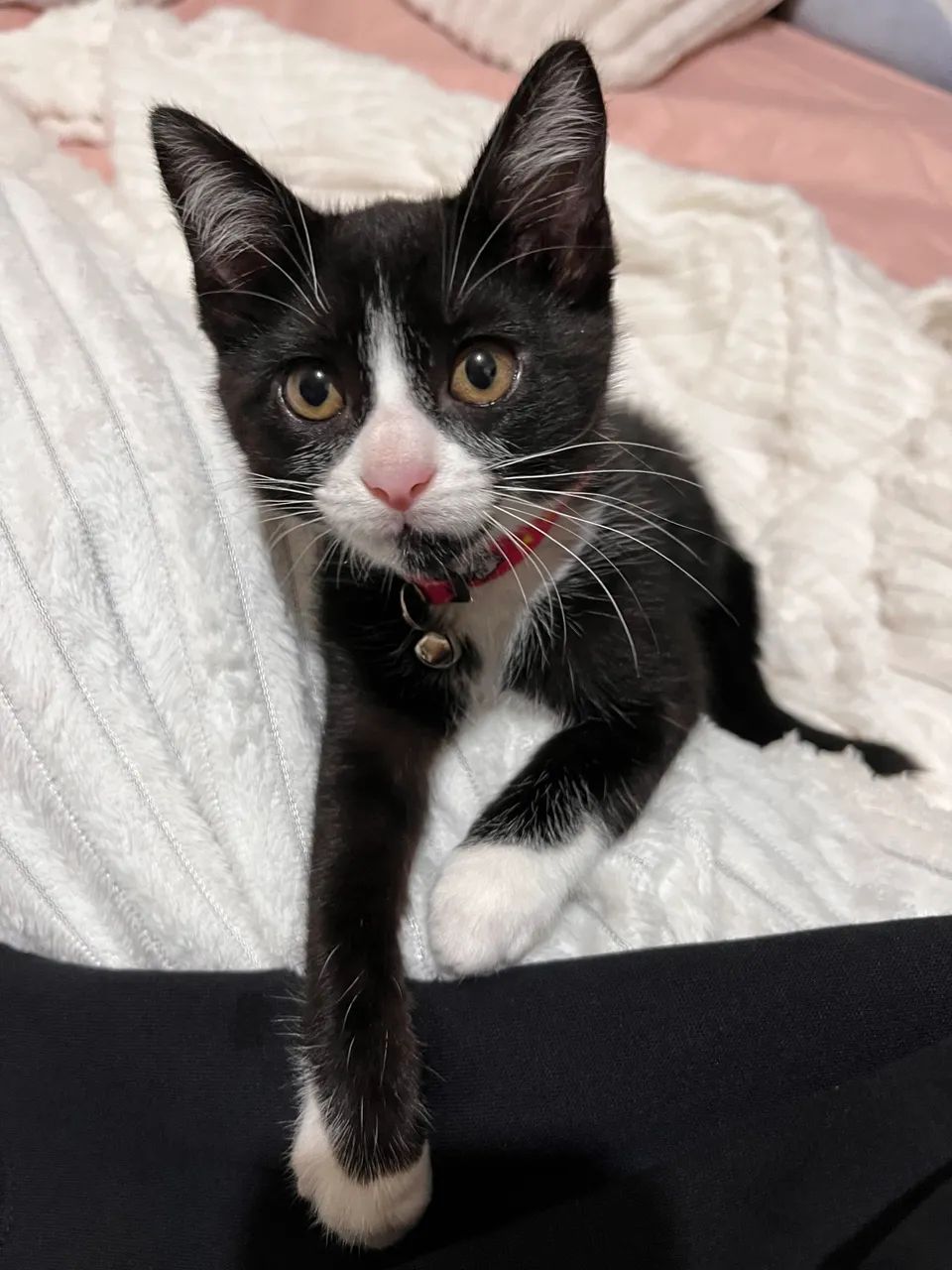 Gatinha para adoção 