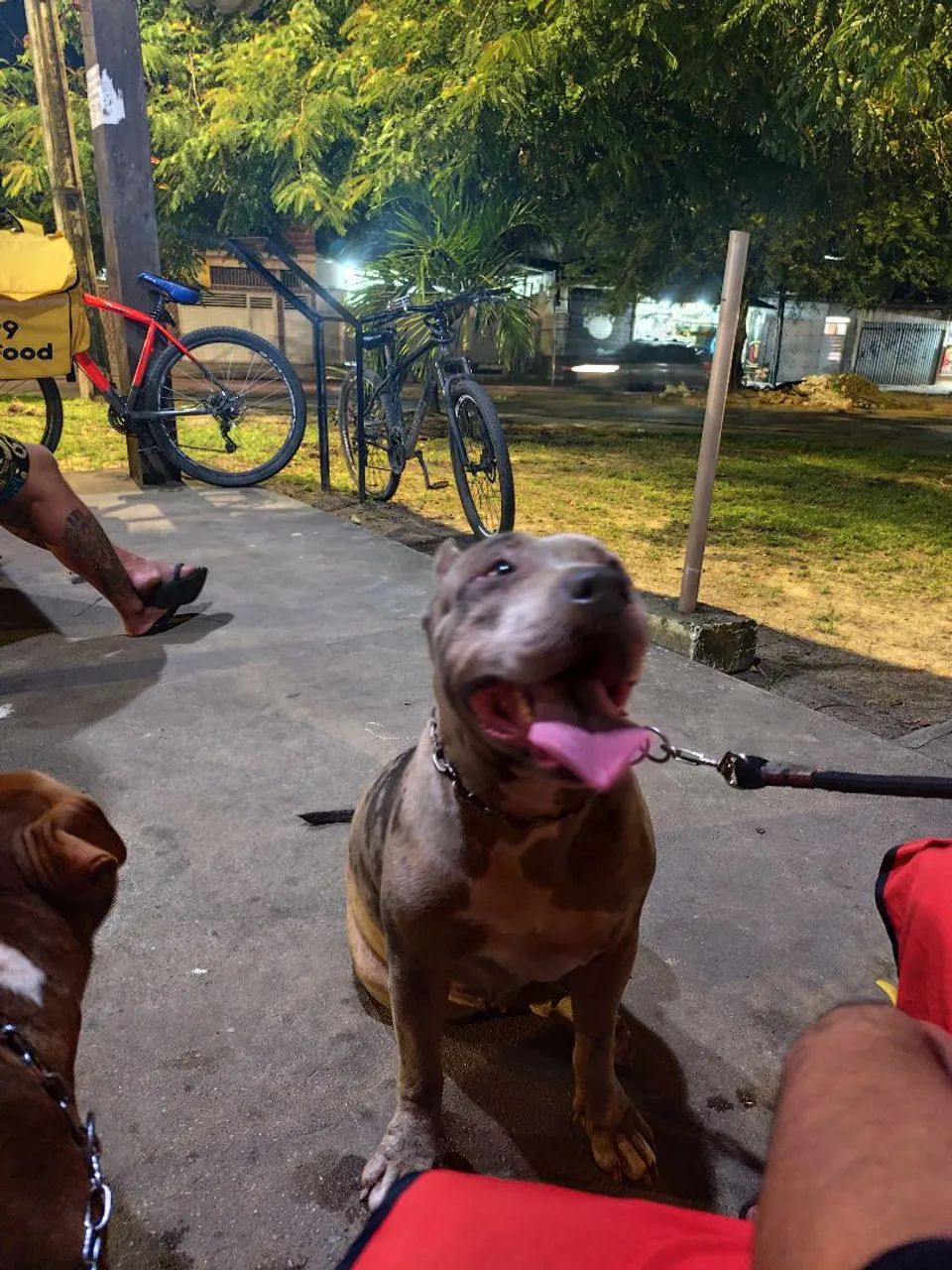Cadela pitmonster  - Foto 3