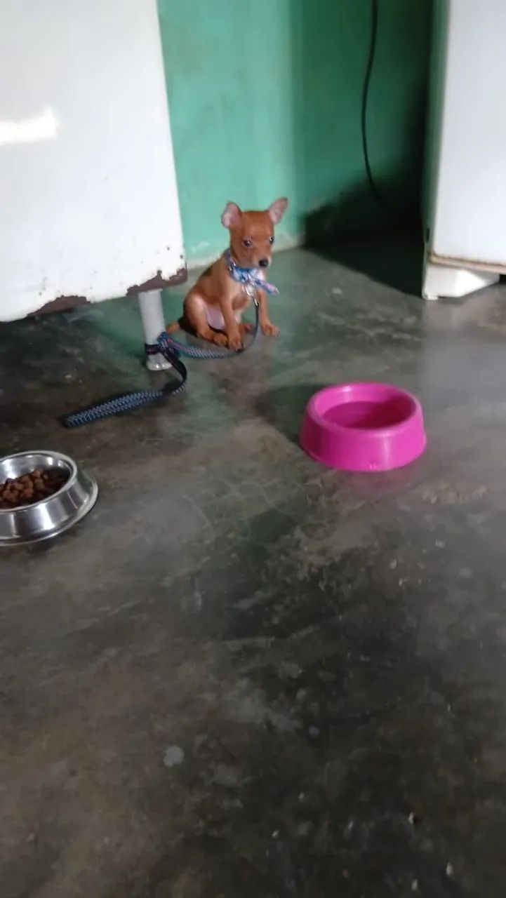 Pinscher  - Foto 2