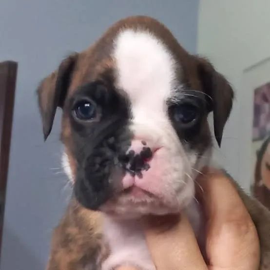 Boxer apurados 