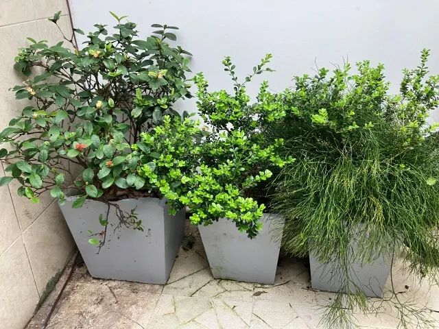 Vasos de plantas  - Foto 4